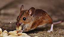 specialized-reptile-and-amphibian-enclosure-pest-management Experts in McHenry